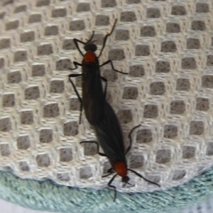 Plecia sp. (genus) at Farringdon, NSW - 25 Nov 2018 11:14 AM