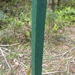 Plecia sp. (genus) at Farringdon, NSW - 25 Nov 2018
