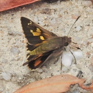 Trapezites phigalioides at Paddys River, ACT - 26 Nov 2018