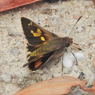 Trapezites phigalioides (Montane Ochre) at Gibraltar Pines - 25 Nov 2018 by JohnBundock