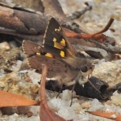 Trapezites phigalioides at Paddys River, ACT - 26 Nov 2018