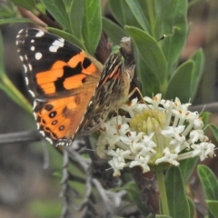 Vanessa kershawi (Australian Painted Lady) at Tidbinbilla Nature Reserve - 26 Nov 2018 by JohnBundock