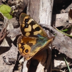 Argynnina cyrila (Forest Brown, Cyril's Brown) at Farringdon, NSW - 25 Nov 2018 by Christine