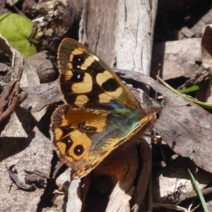 Argynnina cyrila at Farringdon, NSW - 25 Nov 2018 11:29 AM