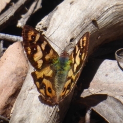 Argynnina cyrila at Farringdon, NSW - 25 Nov 2018 11:29 AM