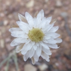 Leucochrysum albicans subsp. tricolor (Hoary Sunray) at Carwoola, NSW - 25 Nov 2018 by Christine