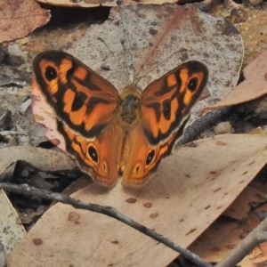 Heteronympha merope at Paddys River, ACT - 26 Nov 2018