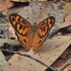 Heteronympha merope (Common Brown Butterfly) at Tidbinbilla Nature Reserve - 25 Nov 2018 by JohnBundock