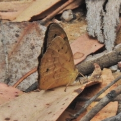 Heteronympha merope at Paddys River, ACT - 26 Nov 2018