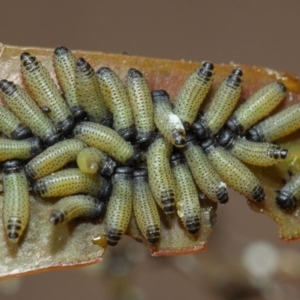 Paropsis atomaria at Acton, ACT - 25 Nov 2018 01:37 PM