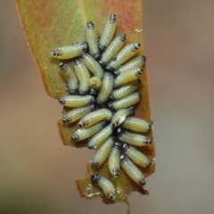 Paropsis atomaria at Acton, ACT - 25 Nov 2018