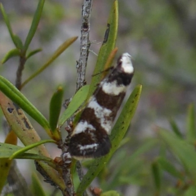 Isomoralla eriscota (A concealer moth) at Carwoola, NSW - 25 Nov 2018 by Christine