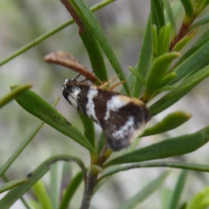 Isomoralla eriscota at Carwoola, NSW - 25 Nov 2018