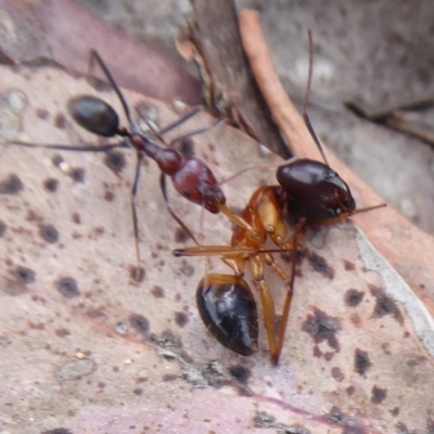 Iridomyrmex purpureus (Meat Ant) at Carwoola, NSW - 25 Nov 2018 by Christine