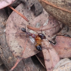 Iridomyrmex purpureus at Carwoola, NSW - 25 Nov 2018