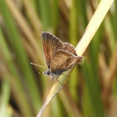 Neolucia agricola (Fringed Heath-blue) at Black Mountain - 26 Nov 2018 by MatthewFrawley