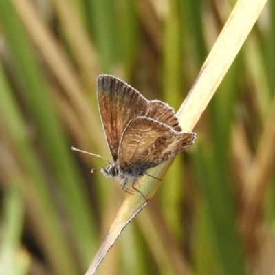 Neolucia agricola (Fringed Heath-blue) at Black Mountain - 26 Nov 2018 by MatthewFrawley