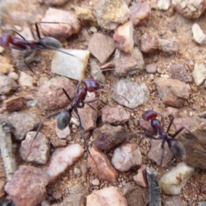 Iridomyrmex purpureus at Carwoola, NSW - 25 Nov 2018 01:50 PM