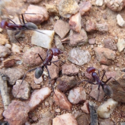 Iridomyrmex purpureus (Meat Ant) at Cuumbeun Nature Reserve - 25 Nov 2018 by Christine