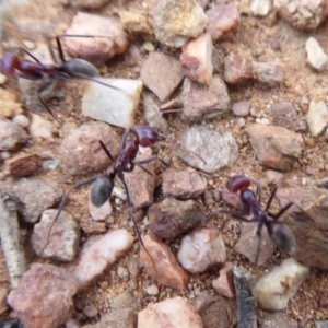 Iridomyrmex purpureus at Carwoola, NSW - 25 Nov 2018