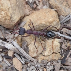 Myrmecia simillima (A Bull Ant) at Cuumbeun Nature Reserve - 25 Nov 2018 by Christine