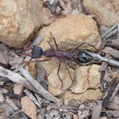 Myrmecia simillima (A Bull Ant) at Cuumbeun Nature Reserve - 25 Nov 2018 by Christine