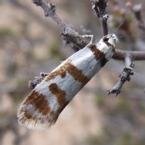 Philobota impletella Group at Carwoola, NSW - 25 Nov 2018 02:07 PM