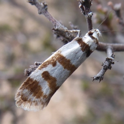 Philobota impletella Group (A concealer moth) at Cuumbeun Nature Reserve - 25 Nov 2018 by Christine
