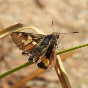 Trapezites phigalioides at Hackett, ACT - 26 Nov 2018