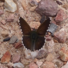 Neolucia agricola (Fringed Heath-blue) at Cuumbeun Nature Reserve - 25 Nov 2018 by Christine