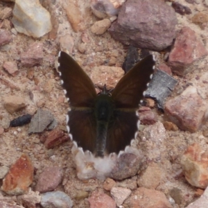 Neolucia agricola at Carwoola, NSW - 25 Nov 2018