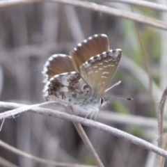 Neolucia agricola at Carwoola, NSW - 25 Nov 2018 02:06 PM