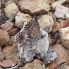 Neolucia agricola at Carwoola, NSW - 25 Nov 2018