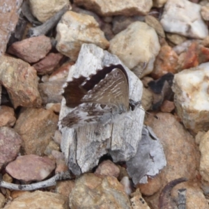 Neolucia agricola at Carwoola, NSW - 25 Nov 2018