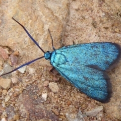 Pollanisus (genus) (A Forester Moth) at QPRC LGA - 25 Nov 2018 by Christine