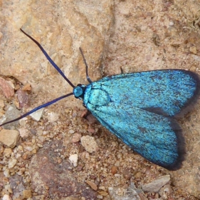 Pollanisus (genus) (A Forester Moth) at Cuumbeun Nature Reserve - 25 Nov 2018 by Christine