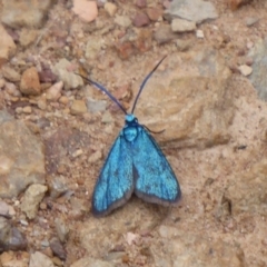 Pollanisus (genus) at Carwoola, NSW - 25 Nov 2018 01:44 PM