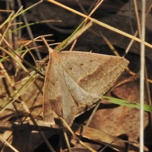 Epidesmia hypenaria at Paddys River, ACT - 26 Nov 2018