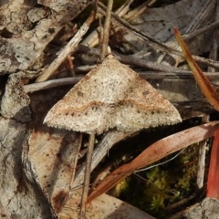 Taxeotis stereospila (Taxeotis stereospila) at Paddys River, ACT - 25 Nov 2018 by JohnBundock