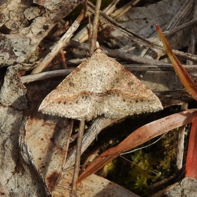Taxeotis stereospila (Oval-spot Taxeotis (Oenochrominae) at Paddys River, ACT - 26 Nov 2018 by JohnBundock