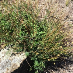 Sanguisorba minor (Salad Burnet, Sheep's Burnet) at Red Hill to Yarralumla Creek - 25 Nov 2018 by ruthkerruish