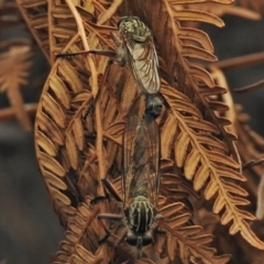 Dolopus rubrithorax (Large Brown Robber Fly) at Paddys River, ACT - 26 Nov 2018 by JohnBundock