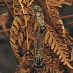 Dolopus rubrithorax (Large Brown Robber Fly) at Tidbinbilla Nature Reserve - 25 Nov 2018 by JohnBundock