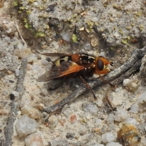 Microtropesa sp. (genus) at Paddys River, ACT - 26 Nov 2018 10:56 AM