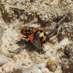 Microtropesa sp. (genus) at Paddys River, ACT - 26 Nov 2018 10:56 AM