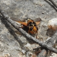 Microtropesa sp. (genus) at Paddys River, ACT - 26 Nov 2018 10:56 AM