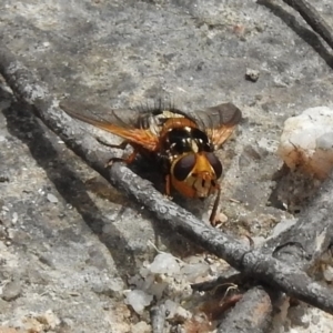 Microtropesa sp. (genus) at Paddys River, ACT - 26 Nov 2018