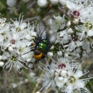 Amenia sp. (genus) at Tura Beach, NSW - 24 Nov 2018