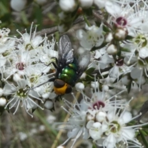 Amenia sp. (genus) at Tura Beach, NSW - 24 Nov 2018 12:18 PM