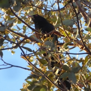 Eudynamys orientalis at Hughes, ACT - 25 Nov 2018